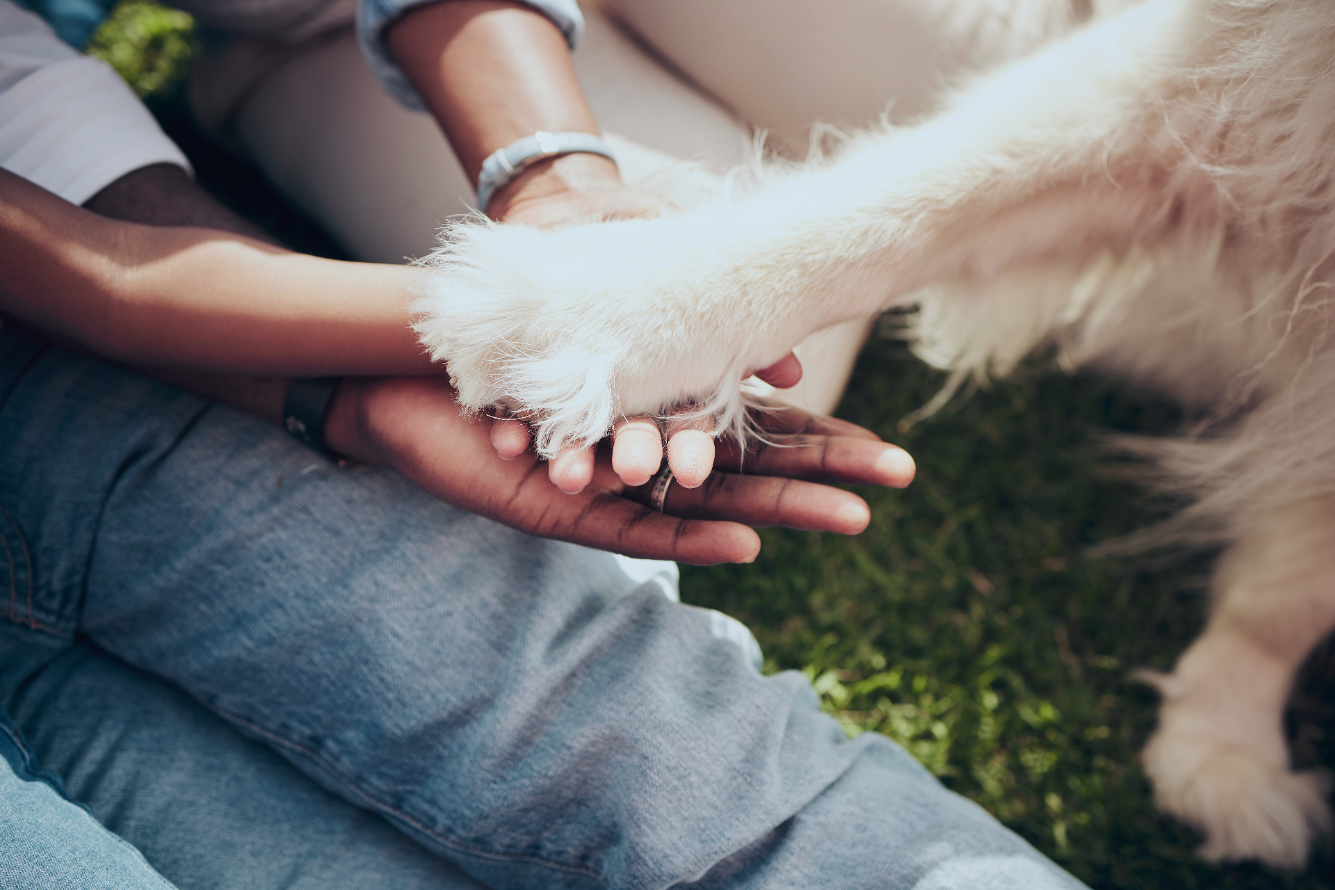 A person gently holding a white dog's paw in a moment of trust