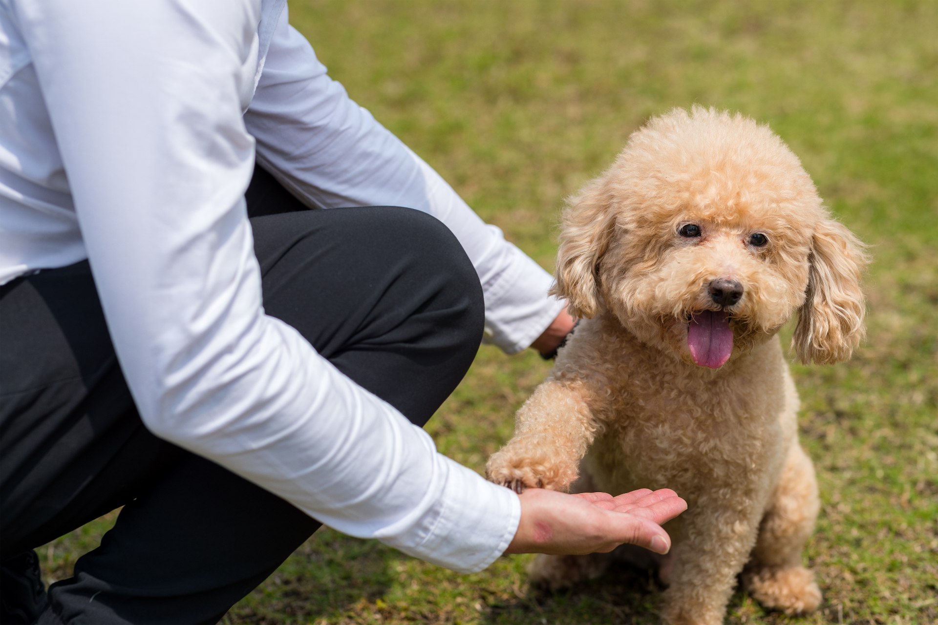 A trainer and a happy poodle sharing a high-five outdoors