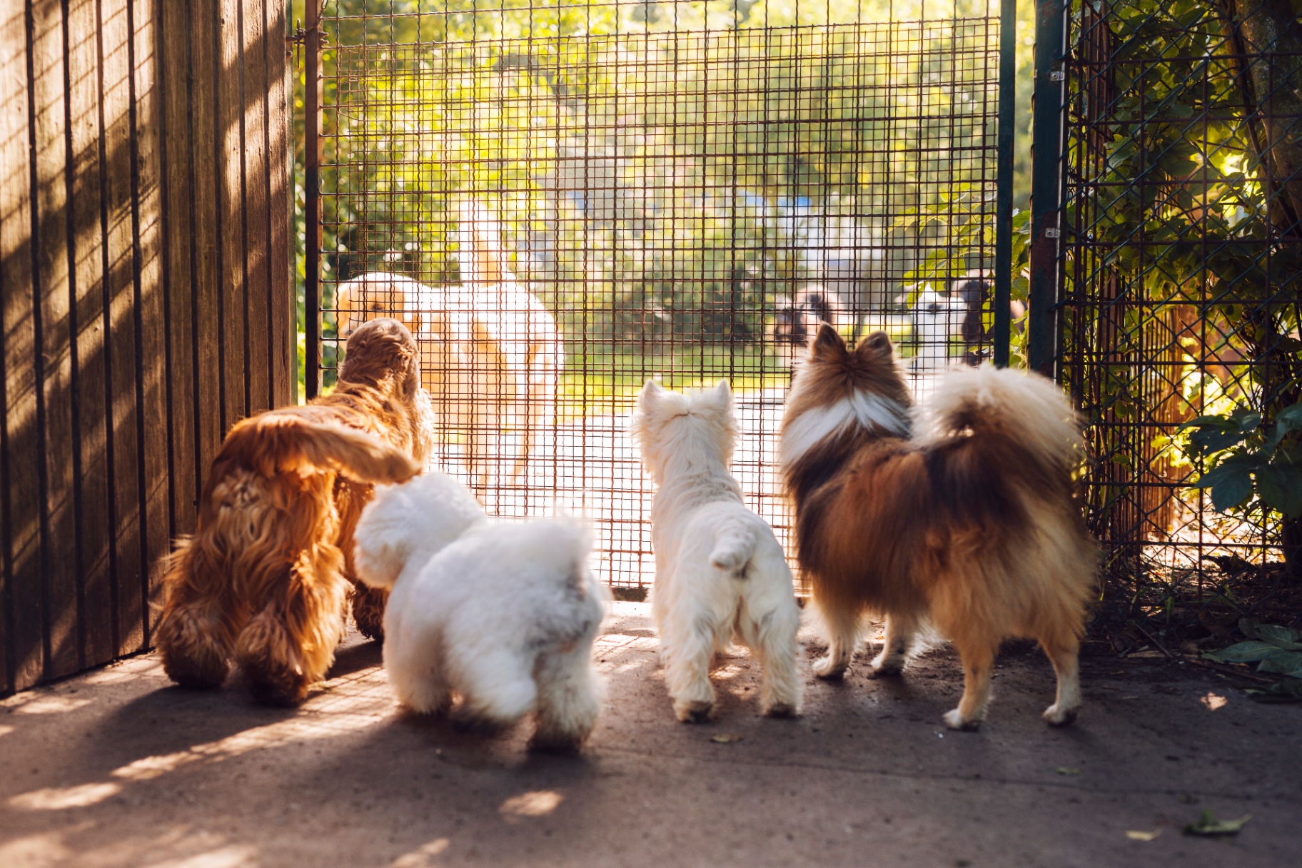 Dogs at a shelter gate waiting for foster homes